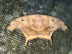 Titaea tamerlan tamerlan