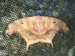 Titaea tamerlan tamerlan