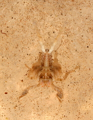 Fulgoromorpha