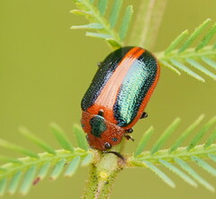 Calomela curtisi