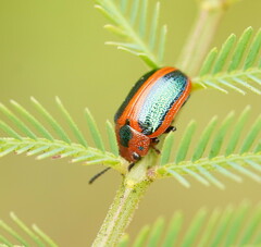 Calomela curtisi