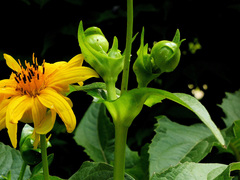 Silphium perfoliatum