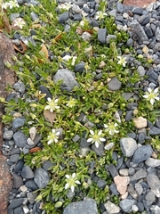 Arenaria serpens