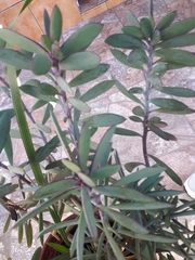 Senecio crassissimus