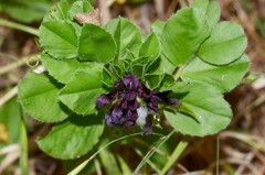 Vicia serratifolia