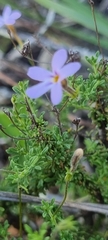 Jamesbrittenia microphylla