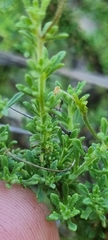 Jamesbrittenia microphylla