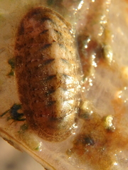 Ischnochiton yerburyi