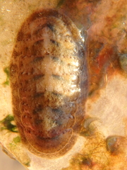 Ischnochiton yerburyi
