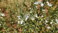 Teucrium racemosum