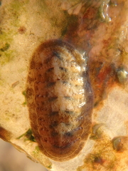 Ischnochiton yerburyi