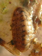Ischnochiton yerburyi
