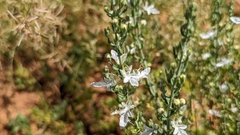 Teucrium racemosum