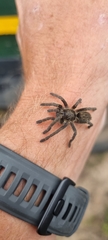 Harpactirinae