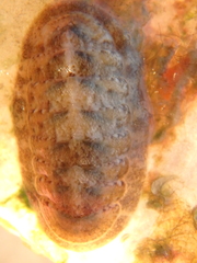 Ischnochiton yerburyi