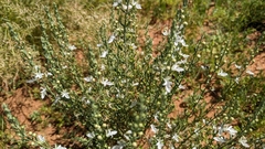 Teucrium racemosum