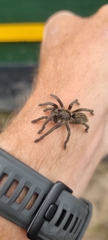 Harpactirinae