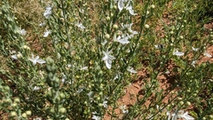 Teucrium racemosum