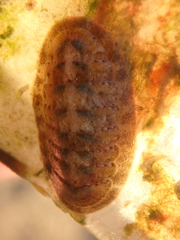 Ischnochiton yerburyi