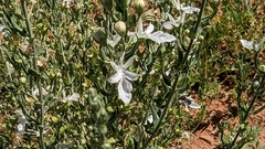 Teucrium racemosum
