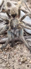 Harpactirinae