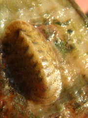 Ischnochiton yerburyi