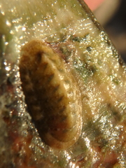 Ischnochiton yerburyi