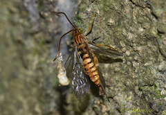 Theronia