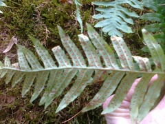 Polypodium interjectum