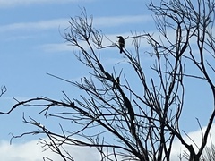 Cracticus torquatus cinereus