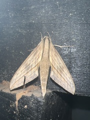Xylophanes anubus