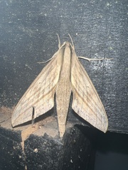 Xylophanes anubus