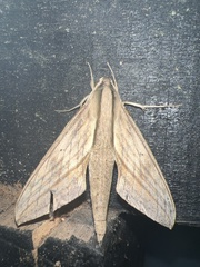 Xylophanes anubus