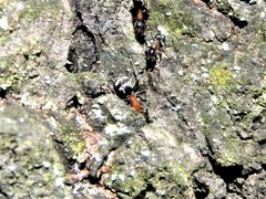 Liometopum microcephalum