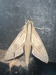 Xylophanes anubus
