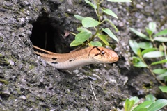 Coelognathus radiatus