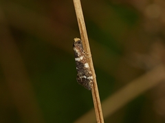Lepidoscia confluens
