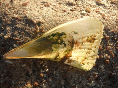 Ischnochiton yerburyi