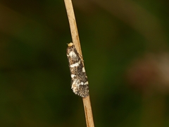 Lepidoscia confluens