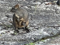 Thylogale billardierii