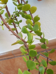 Kleinia petraea