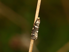 Lepidoscia confluens