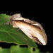 Lesser Swallow Prominent - Photo (c) Baranyi Tamás, some rights reserved (CC BY-NC-ND), uploaded by Baranyi Tamás