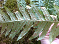 Polypodium interjectum