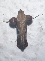 Chrysauginae