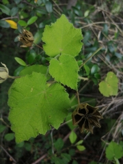 Abutilon sonneratianum
