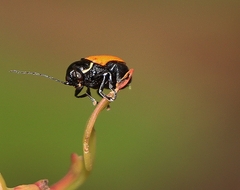 Aporocera albilinea