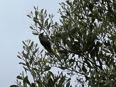 Nesoptilotis flavicollis