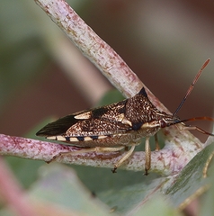Oechalia schellenbergii