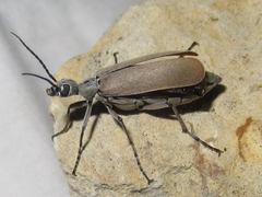 Epicauta polingi